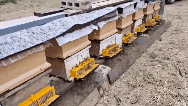 지 리 산 벌 꿀 상세이미지